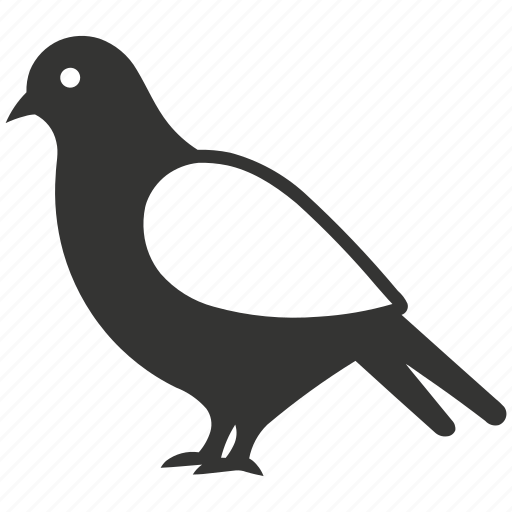 Pigeon, urban, coos, feral, rock dove, bird icon - Download on Iconfinder