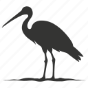 stork bird, long-legged, wading, large bills, waterfowl, bird