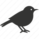robin bird, red breast, songbird, thrush, migratory, bird