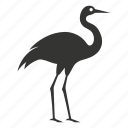 rhea bird, flightless, ratite, south america, ostrich, bird