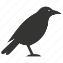 raven bird, large, intelligent, carrion eater, corvus corax, bird
