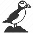 puffin bird, seabird, colorful beak, atlantic puffin, bird