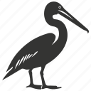 pelican bird, large beak, waterfowl, pouch, coastal, bird