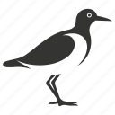 lapwing bird, waders, distinctive calls, plover, bird