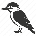 kookaburra bird, laughing, kingfisher, australia, bird