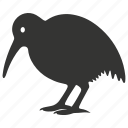 kiwi bird, flightless, nocturnal, new zealand, ratite, bird