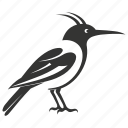 hoopoe bird, crowned, upupa epops, unique, bird
