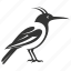 hoopoe bird, crowned, upupa epops, unique, bird 