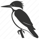 kingfisher bird, aquatic, vibrant plumage, fisher, bird