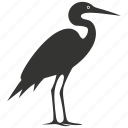 heron bird, waders, long-legged, wetlands, bird