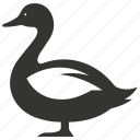 goose bird, waterfowl, migratory, honking, anserinae, bird