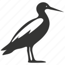 gannet bird, seabird, diving, coastal, northern gannet, bird