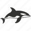 orca, marine, apex predator, black and white, killer whale, mammal 