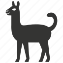 llama, south america, domesticated, camelid, pack animal, mammal