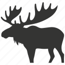 moose, large, antlers, herbivore, north america, mammal