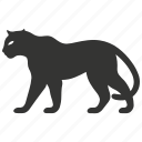 jaguar, big cat, spots, solitary, panthera onca, mammal