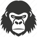 gorilla, great ape, africa, silverback, endangered, mammal