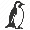 emperor penguin, antarctica, flightless, colonial, aptenodytes forsteri, bird