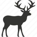 elk, large deer, north america, antlers, cervus canadensis, mammal