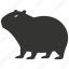 capybara, giant rodent, south america, social, hydrochoerus hydrochaeris, mammal 