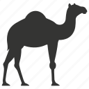 camel, desert, hoofed, humped, dromedary, mammal