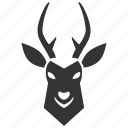 blackbuck, antelope, india, herbivore, spiral-horned, mammal