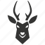 blackbuck, antelope, india, herbivore, spiral-horned, mammal 