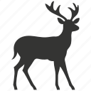 fallow deer, dama dama, spots, herbivore, europe, mammal