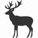 axis deer, axis axis, spots, herbivore, indian subcontinent, mammal