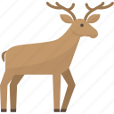deer, animal, flat icon, forest, nature, wild