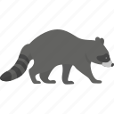 raccoon, animal, flat icon, forest, nature, wild