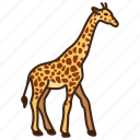 animal, giraffe, wild, wild animal, zoo
