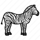 animal, wild, wild animal, zebra, zoo