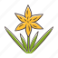 common star lily, common starlily icon, zigadene wildflower 