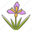 california wildflower, douglas iris, douglas iris icon, douglasiana 