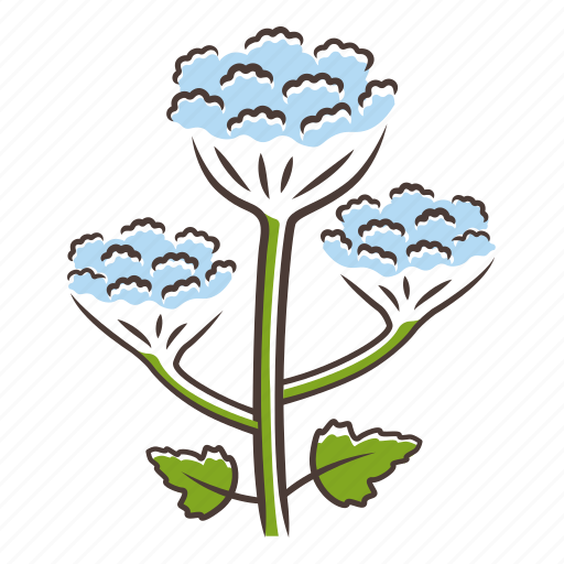 Cow parsnip, cow parsnip icon, heracleum maximum, hogweed wildflower icon - Download on Iconfinder