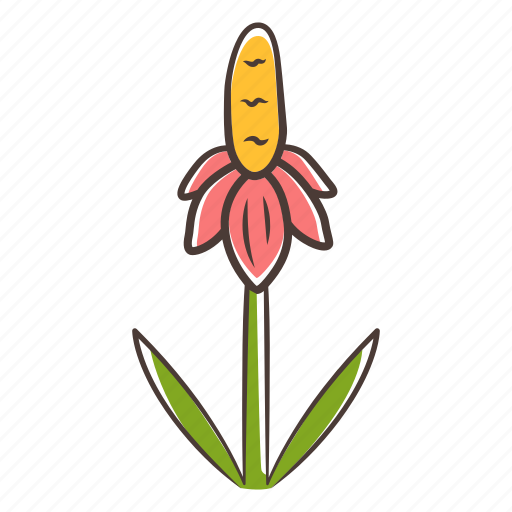 Mexican hat, mexican hat icon, prairie coneflower, ratibida icon - Download on Iconfinder