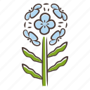 erysimum franciscanum, franciscan wallflower, franciscan wallflower icon, wildflower