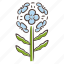 erysimum franciscanum, franciscan wallflower, franciscan wallflower icon, wildflower 