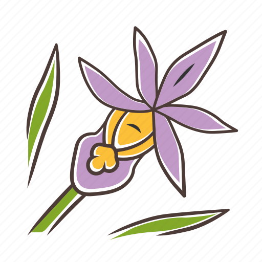 Bulbosa wildflower, calypso orchid, calypso orchid icon, fairy slipper icon - Download on Iconfinder