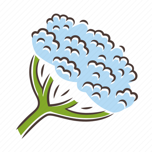 Cow parsnip, cow parsnip icon, hogweed, wildflower icon - Download on Iconfinder