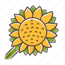 helianthus, helianthus icon, sunflower, wildflower