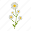 chamomile, wildflowers, flower 