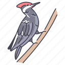 wing, animal, bird, fly, parrot, woodpeckers