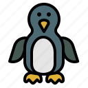 penguin, bird, animal, zoo, wildlife 