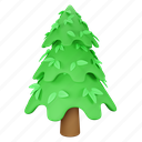 tree, pine, forest, nature, fir, wood, plant 