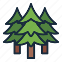 pine, tree, winter, nature, christmas, xmas