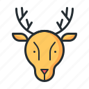 reindeer, winter, animal, northern