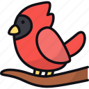 northern cardinal, bird, red cardinal, wildlife, animal, ornithology, winter