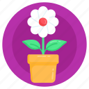 flower growth, flower plantation, daisy, floral growth, gardening